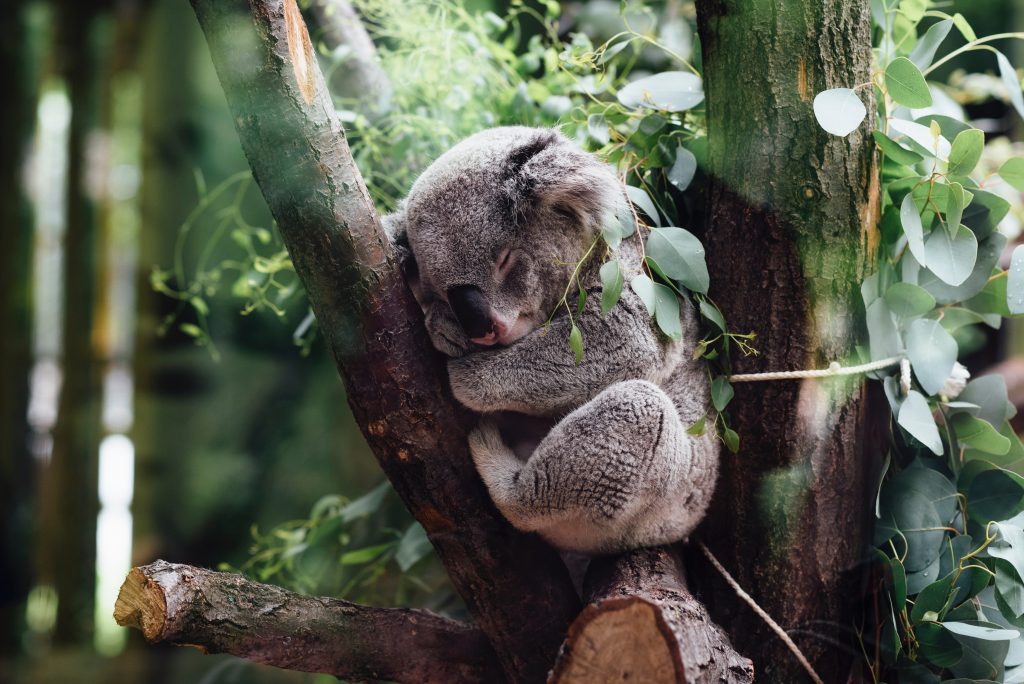 Koala Cam – Travel & Cruise Weekly
